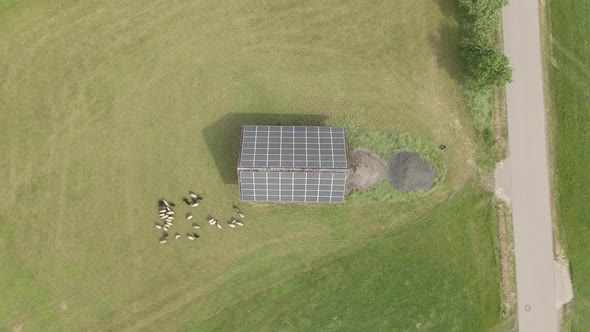 Sheep graze on a field near a barn with solar panels