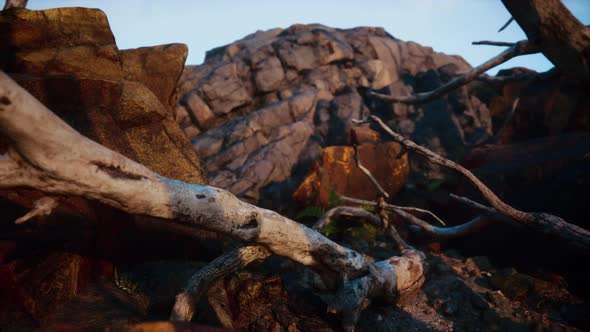 Dry Dead Tree Branches and Mountain Ridge