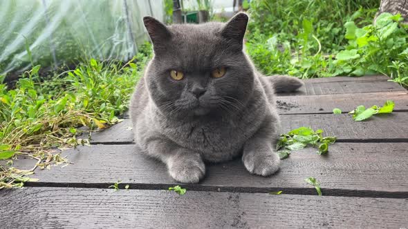 British Cat Lies and Turns His Head to the Side