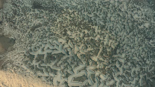 Quarry for Winding River Sand with Traces of a Bulldozer and a Dried Bottom with Cracks