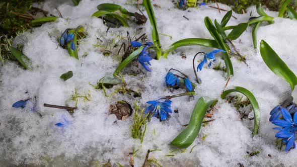 Blue Snowdrop and Snow Melts in Spring