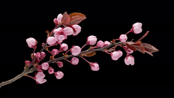 Time Lapse Flowers Cherry Tree