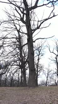 Vertical Video of the Forest with Trees Without Leaves