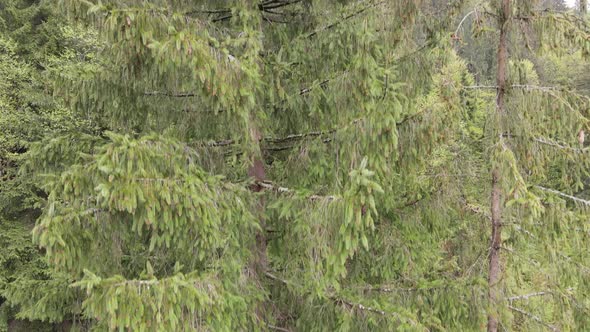 Ukraine, Carpathian Mountains: Spruce in the Forest. Aerial. Gray, Flat