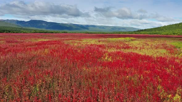 Blooming Flowers Willowherb Field