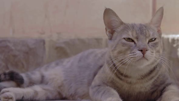 Egyptian Cat Mau with Beautiful Eyes Looking at Camera