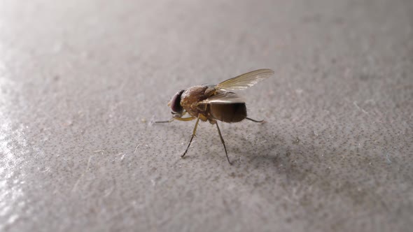 Domestic Fly In Detail