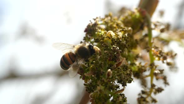 Bee Collects Nectar From Blossoming Exotic Plants of Canary Islands. Close-up of a Flying Bee in