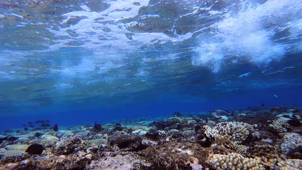 Waves and Tropical Fish