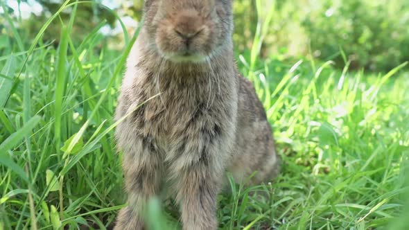 Lovely Cute Brown Rabbit