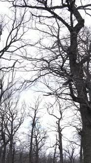 Vertical Video of the Forest with Trees Without Leaves Slow Motion