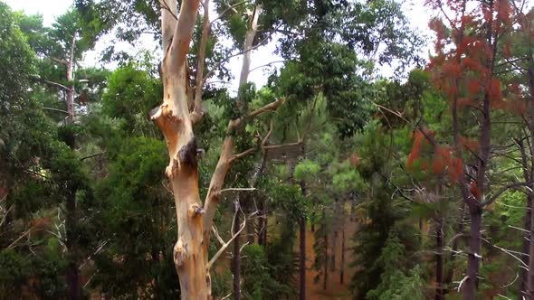 Trees in forest