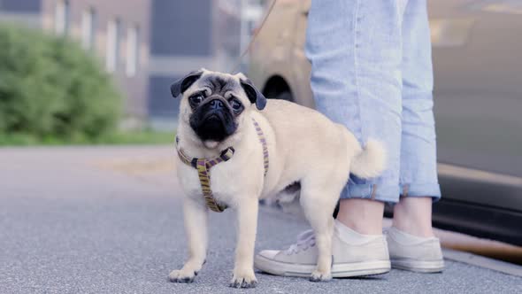 Portrait Cute Funny Pug Dog Looking at Camera at Summer in Park Pug Puppy Walking with Owner Owner