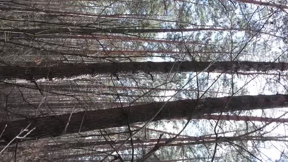 Vertical Video of Trees in a Pine Forest Slow Motion