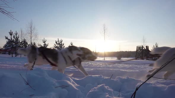 A Team of Sled Dogs Pulling a Sled Through the Wonderful Winter Calm Winter Forest