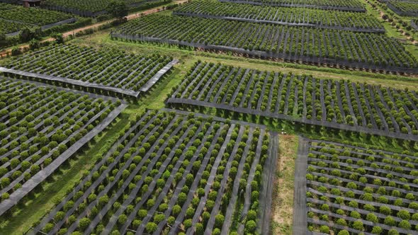 Aerial view of Kampot pepper plantation, Phnom Voar mountain, Cambodia.