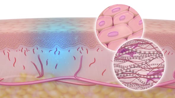 The cells of regeneration, Renewal in humans, regrowth of lost tissues