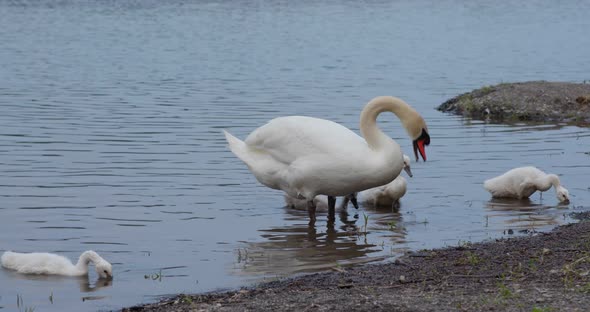 Family of swan swim at pond