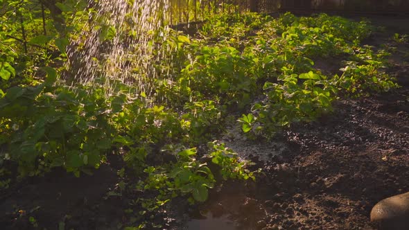 Watering a Garden Bed with Growing Strawberries in the Evening at Sunset in Slow Motion