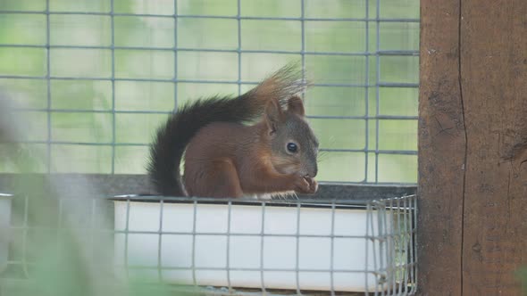 Red Squirrel or Eurasian Red Squirrel, Sciurus Vulgaris. Little Rodent Is Eating Nuts in a Cage.