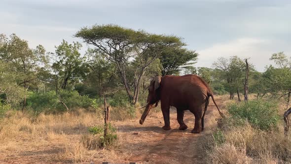 Huge tusker African elephant postures, then walks away on dirt road