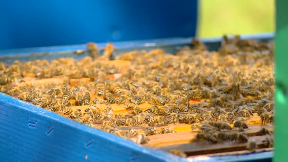Bees In Hive, Closeup, Bees Collecting Nectar