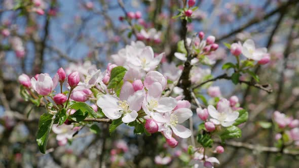 Panorama of a Cherry branch with flowers in spring bloom. A beautiful tree branch with cherry blosso