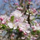 Panorama of a Cherry branch with flowers in spring bloom. A beautiful tree branch with cherry blosso - VideoHive Item for Sale