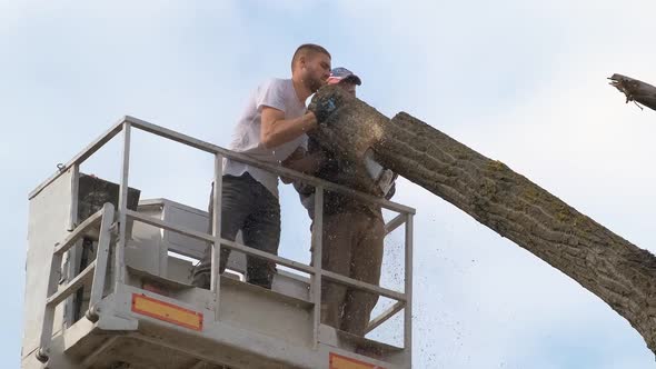 Two Service Workers Cutting Down Big Tree Branches with Chainsaw From High Chair Lift Crane Platform