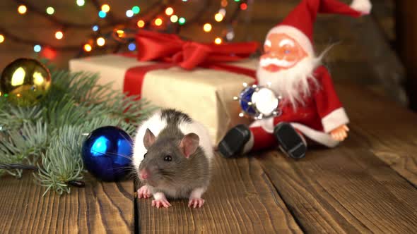 Cute Rat on Wooden Background with New Year's Gifts
