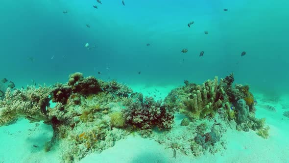 Coral Reef and Tropical Fish Underwater. Bohol, Panglao, Philippines.