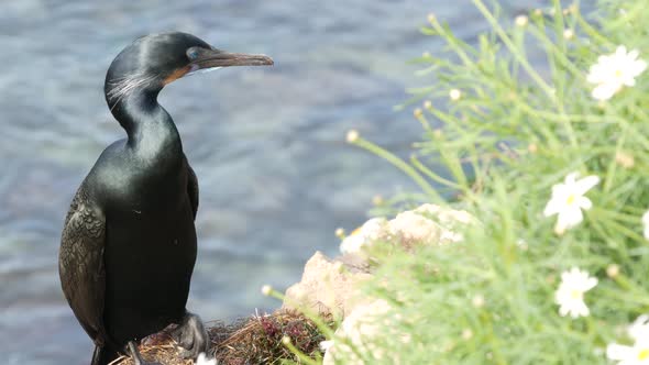 Double-crested Cormorant After Fishing in Greenery. Sea Bird with Hooked Bill and Blue Eye on Cliff