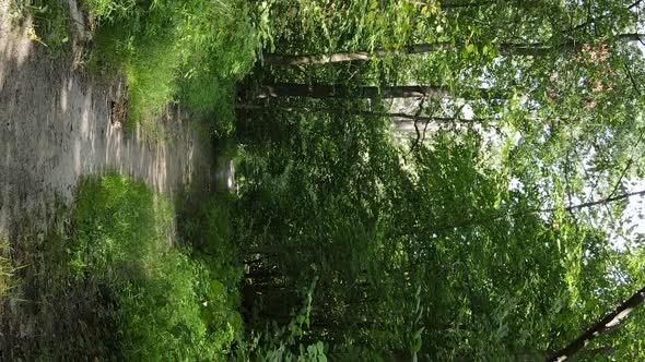 Vertical Video of a Beautiful Forest in Summer