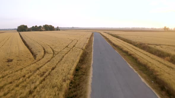 Wheat field