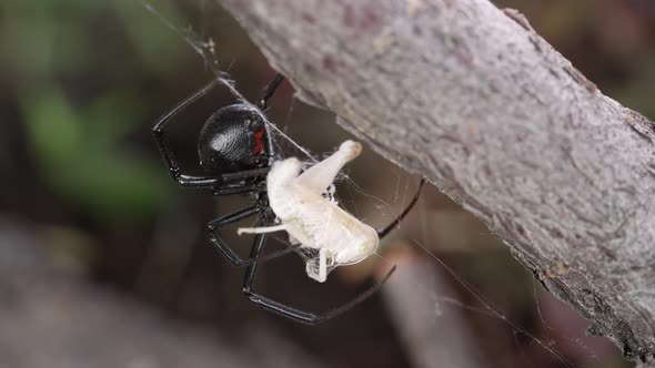 Black Widow Spider holding onto grasshopper stuck in web