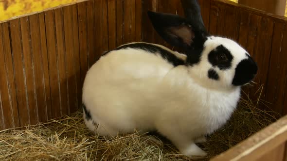 Rabbit Breed Ram Large Gray Rabbit Old Rabbit