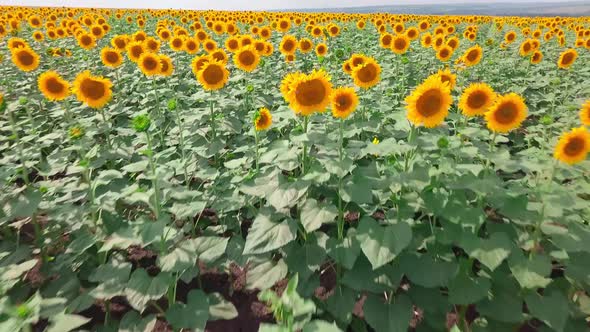 aerial photography of a drone flying over sunflower fields, low at close range,
