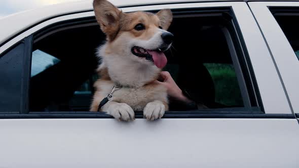 Funny Corgi Dog Looks Out of the Window of a Car and Barking