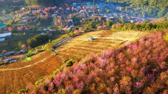 Aerial view of the village on the hill, Wild Himalayan Cherry (Prunus cerasoides) tree