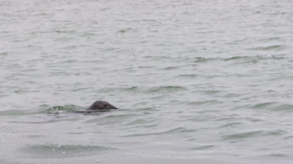 A total of 4 seals swimming and diving in the ocean, wintertime in Falsterbo, Skanör, Sweden
