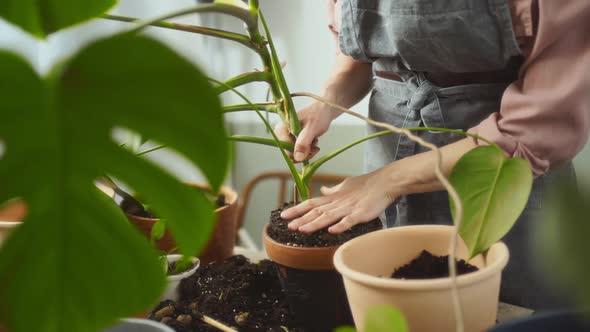 Crop woman transplanting monstera deliciosa plant at home