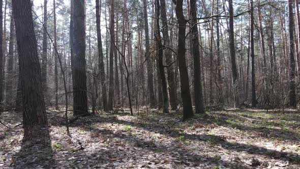 Forest Landscape Aerial View Slow Motion