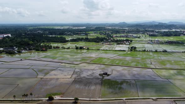 Aerial view water paddy field