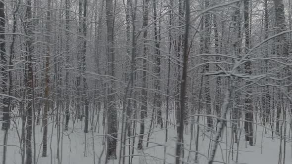 The Drone Slow Flies Between the Trunks of Snowcovered Trees in Forest at Winter Nobody at Frosty