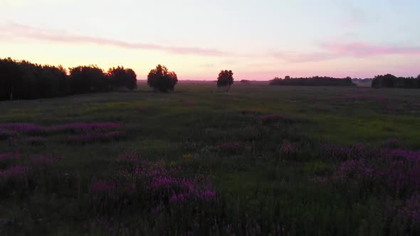 Field with Flowers at Sunset