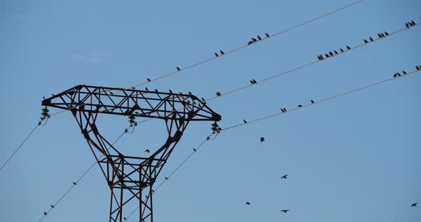 A flock of European starlings (Sturnus vulgaris) roost on overhead wires. Occitanie, France