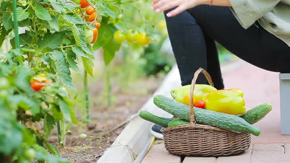  Basket of Greenery and Vagetables in the Greenhouse. Time To Harvest