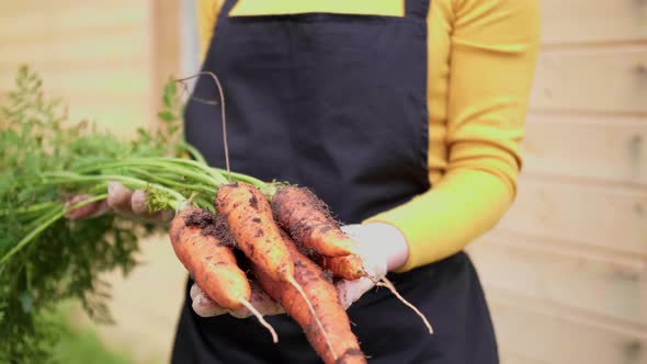 Farmer Holding Biological Organic Product Carrots
