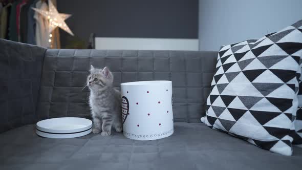 A Cheerful Kitten Plays with a Gift Box Looking in and Out of It Back and Forth at Home on the Couch