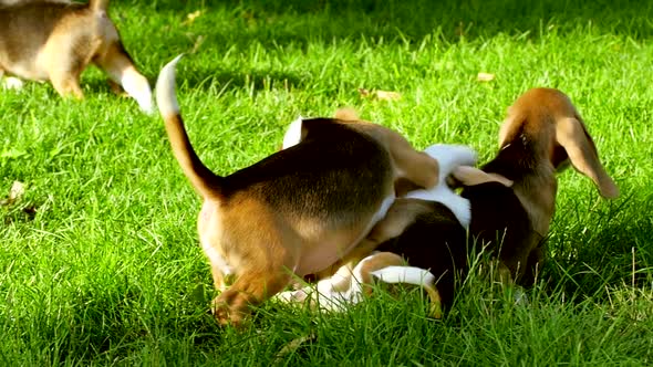 Happy Beagle Dogs in Park. Slow Motion